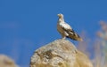 Egyptian Vulture (Neophron percnopterud) usually nuild their mests on the rocks amd live in colÃÂ±nies. Royalty Free Stock Photo