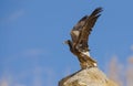 Egyptian Vulture (Neophron percnopterud) usually nuild their mests on the rocks amd live in colÃÂ±nies. Royalty Free Stock Photo