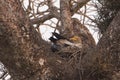 Egyptian vultures in nesting time, Lumbini, Nepal