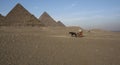 Egyptian wagon with horses against the background of the Egyptian pyramids in Giza