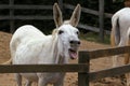 Egyptian White Donkey Braying, Calling Royalty Free Stock Photo