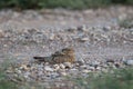 Egyptische Nachtzwaluw, Egyptian Nightjar, Caprimulgus aegyptius