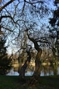 Egzotic catalpa tree. Royalty Free Stock Photo