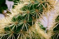 Ehinopsis cactus Royalty Free Stock Photo