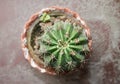 Ehinopsis Cactus (Echinopsis) Royalty Free Stock Photo