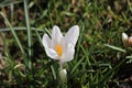 White crocus in grass field in the spring Royalty Free Stock Photo
