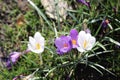 White crocus in grass field in the spring. Royalty Free Stock Photo