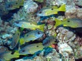 Ehrenberg's Snapper, Lutjanus ehrenbergi at Dangerous Reef, St J Royalty Free Stock Photo