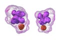 Ehrlichia bacteria morula within macrophages, 3D illustration