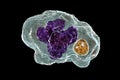 Ehrlichia bacteria morula within macrophages, 3D illustration Royalty Free Stock Photo