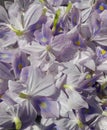 Eichhornia, commonly called water hyacinths, was a polyphyletic genus of the aquatic flowering plants family Pontederiaceae. Royalty Free Stock Photo