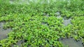 Eichhornia crassipes.Also known as common waterhyacinth, lilac-devil,floating water hyacinth, lirio acuatico,hindu Rope Hoya