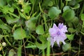 Eichhornia crassipes is a floating herb belonging to the genus Eichhornia of Pontederiaceae Royalty Free Stock Photo