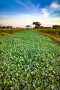 Eichhornia Crassipes hyacinth invasive leaf aquatic plant river Trinidad Tobago