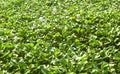 Eichhornia crassipes on the rural lake water. Royalty Free Stock Photo