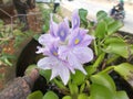 Eichhornia crassipes flower 2 closeups Royalty Free Stock Photo