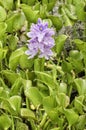 Eichhornia crassipes, water hyacinth