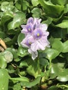 Eichhornia crassipes, water hyacinth Royalty Free Stock Photo