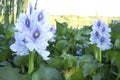 Eichhornia crassipes or water hyacinth flowers Royalty Free Stock Photo