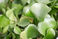 Eichhornia crassipes, water hyacinth green leaves