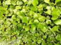 Eichhornia crassipes, water hyacinth plant in the India, water plants. Royalty Free Stock Photo