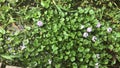 Eichhornia crassipes, water hyacinth Royalty Free Stock Photo