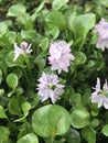 Eichhornia crassipes, water hyacinth Royalty Free Stock Photo