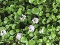 Eichhornia crassipes, water hyacinth Royalty Free Stock Photo