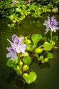 Eichhornia Flowering Water Hyacinth