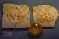 Eichstatt, Germany, August 14, 2022: Ammonit fossils at Jura mus