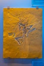 Eichstatt, Germany, August 14, 2022: archaeopteryx fossils disco