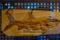 Eichstatt, Germany, August 14, 2022: Fossils at Jura museum in G