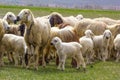 Eid Festival of Sacrifices Turkish mean is Kurban bayrami icin hayvanlar