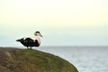 eider duck