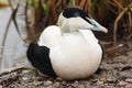 Eider Duck