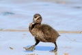 Eider Duck duckling Royalty Free Stock Photo