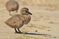 Eider Duck ducklings