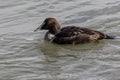 Eider Duck, a large sea duck at the Barnegat Inlet, New Jersey Royalty Free Stock Photo