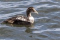 Eider Duck, a large sea duck at the Barnegat Inlet, New Jersey Royalty Free Stock Photo