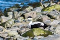 Eider duck laying on the rock, Iceland