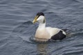 Eider Duck Royalty Free Stock Photo
