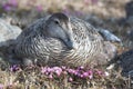 Eider duck on the nest in the Arctic tundra Royalty Free Stock Photo