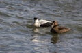 Eider Duck pair, a large sea duck at the Barnegat Inlet, New Jersey Royalty Free Stock Photo