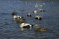 Eider duck, Somateria mollissima Royalty Free Stock Photo