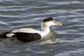 Eider Duck male a large sea duck at the Barnegat Inlet, New Jersey Royalty Free Stock Photo