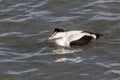 Eider Duck male, a large sea duck at the Barnegat Inlet, New Jersey Royalty Free Stock Photo