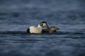 Eider duck, Somateria mollissima Royalty Free Stock Photo