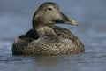 Eider duck, Somateria mollissima Royalty Free Stock Photo