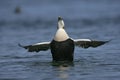 Eider duck, Somateria mollissima Royalty Free Stock Photo