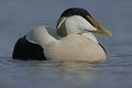 Eider duck, Somateria mollissima Royalty Free Stock Photo